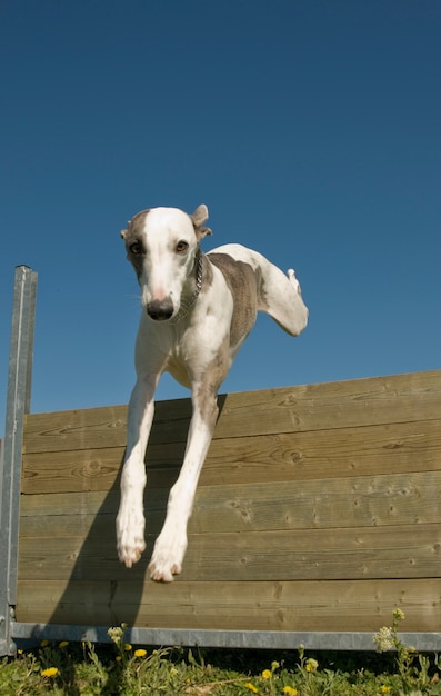 Skaczący Whippet