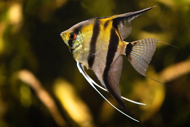 Skalary (Pterophyllum scalare) to ryba słodkowodna należąca do rodziny pielęgnic, pochodząca z dorzecza Amazonki