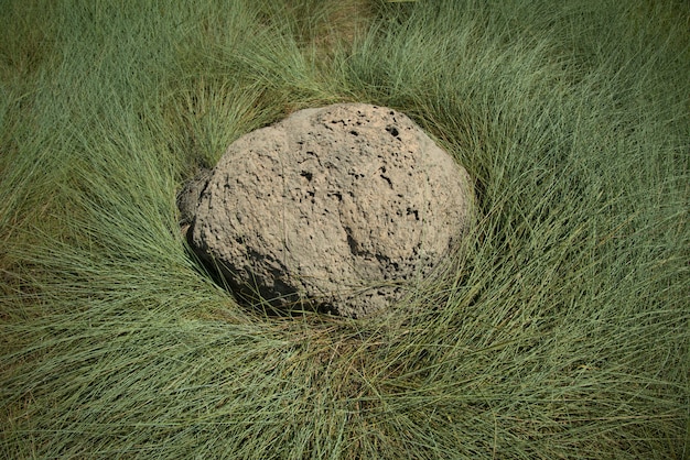 Zdjęcie skalista mrowisko lub kolonia mrówek otoczona zieloną trawą