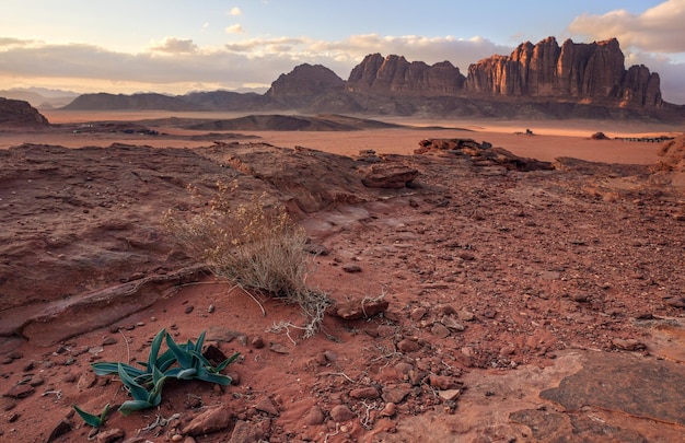 Skalista sceneria na pustyni Wadi Rum, cebulica morska (Drimia maritima) na pierwszym planie, niewyraźne tło gór