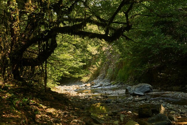 Skaliste koryto górskiego potoku w wąwozie w lesie deszczowym