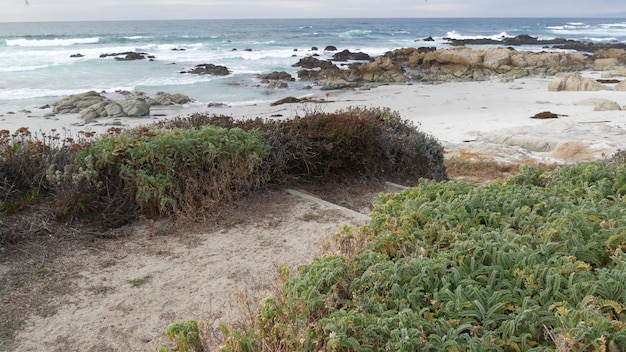 Skaliste skaliste wybrzeże oceanu Monterey w Kalifornii chodnik lub szlak pieszy
