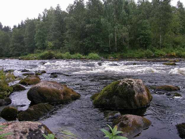 Skaliste strumienie na leśnej rzece Republika Karelia Rosja