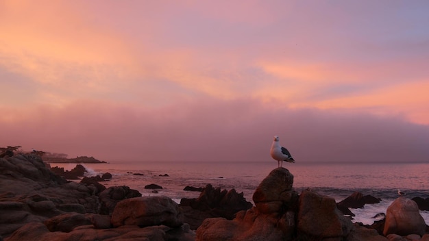 Skalisty, skalisty ocean plaża Monterey różowy zachód słońca niebo california wybrzeże mewa