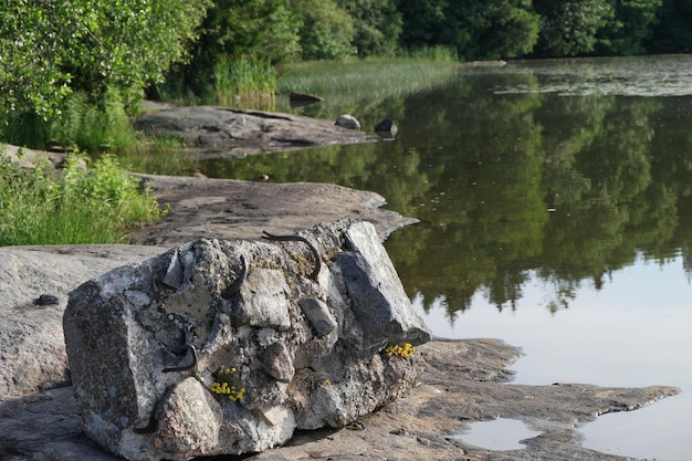 Zdjęcie skały i rośliny na brzegu rzeki