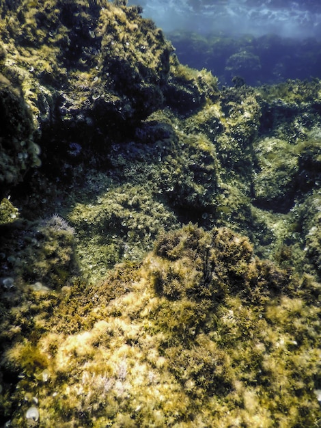 Zdjęcie skały na dnie oceanu życie podwodne