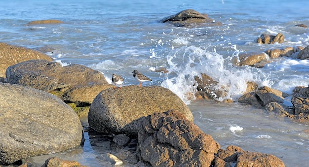 Skały W Morzu I Ptaki Na Plaży Bretanii Francja