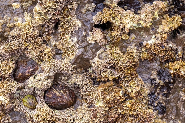 Zdjęcie skały w pobliżu plaży z dużą różnorodnością żył o różnych kolorach i minerałach żywych i naturalnych kolorowych skał