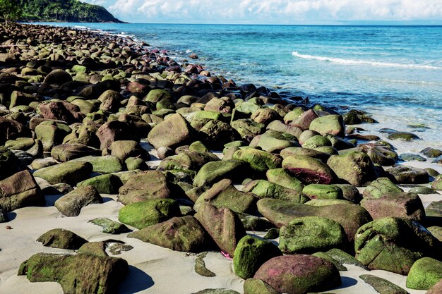 Skały zieleni na plaży.