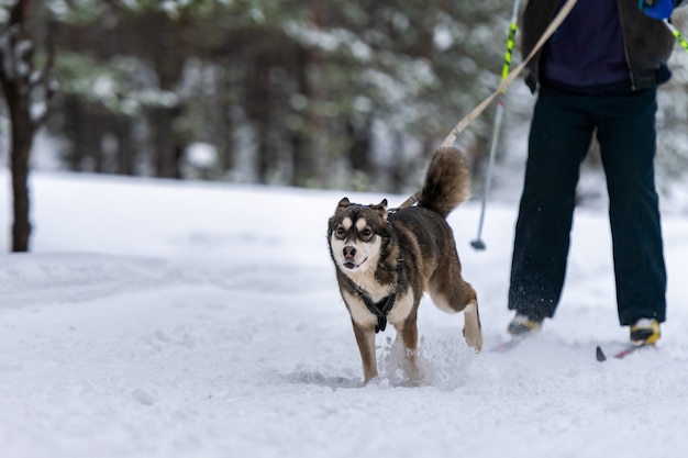 Skijoring psich zaprzęgów. Husky zaprzęg psi zaprzęg. Zawody w mistrzostwach sportu.