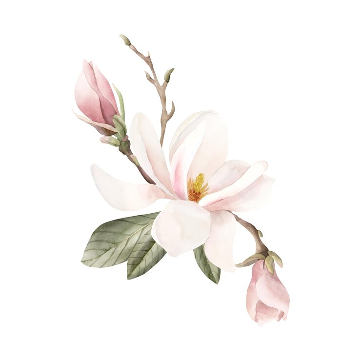 Zdjęcie skład jasnoróżowych pąków kwiatowych magnolii gałęzie i liście ilustracja akwarelowa kwiatów