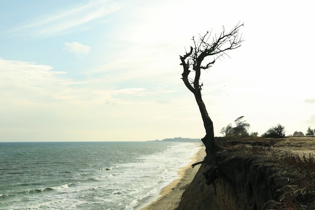 Skłon z samotnym drzewem na plaży