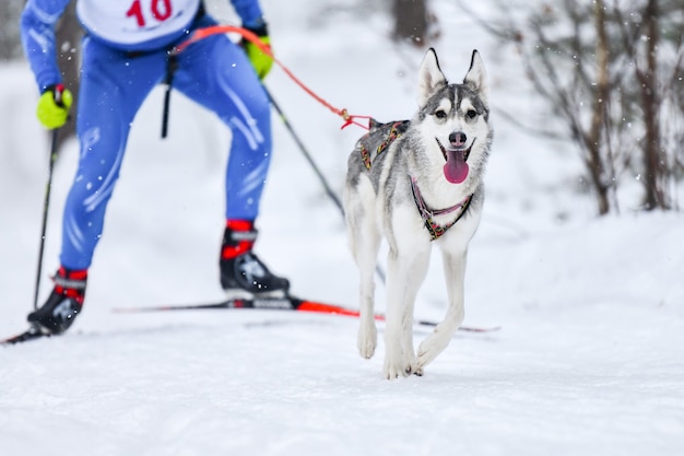 Skoki narciarskie dla psów. Zawody mistrzostw sportów zimowych. Husky pies zaprzęgowy ciągnie maszer na nartach.