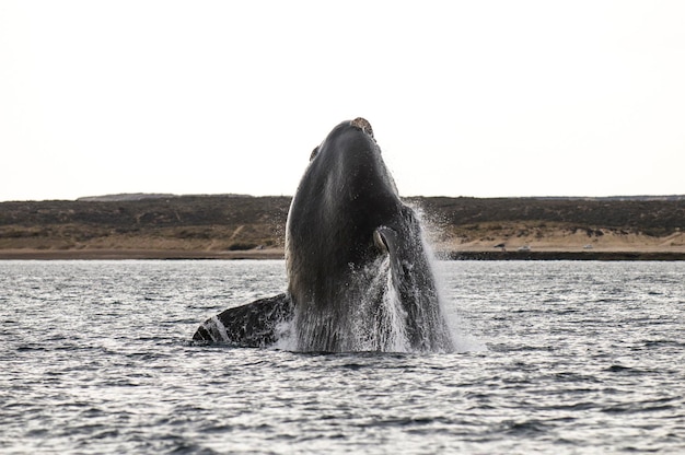 Skoki wielorybów na Półwyspie Valdes Patagonii w Argentynie