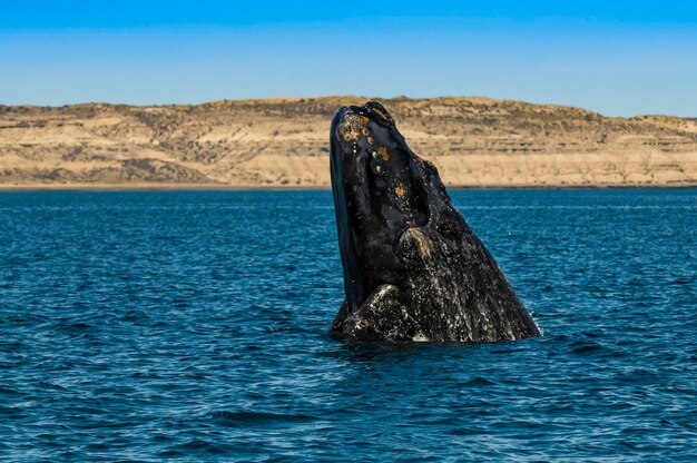 Zdjęcie skoki wielorybów na półwyspie valdes patagonii w argentynie