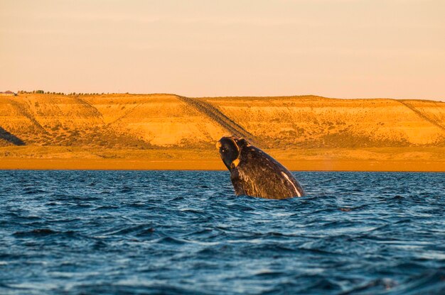 Skoki wielorybów na półwyspie ValdesPuerto Madryn Patagonia Argentina