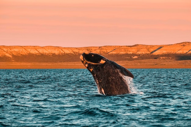 Skoki wielorybów na półwyspie ValdesPuerto Madryn Patagonia Argentina