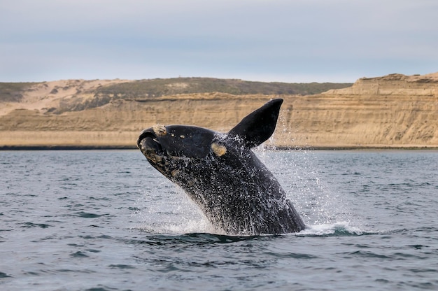 Skoki wielorybów południowych, Półwysep Valdes, Patagonia, Argentyna.