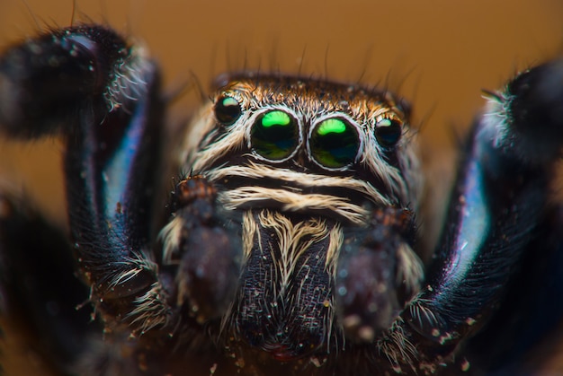 Skokowy pająk twarzy zakończenie up. Fotografia makro