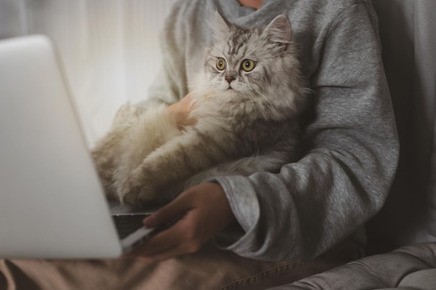 Skoncentruj się na kociej gałce ocznej grającej na laptopie