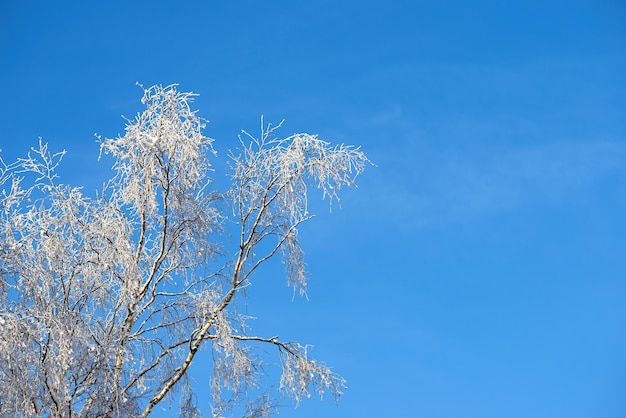 Skopiuj miejsce z gałęziami drzew pokrytymi śniegiem na tle jasnego nieba z kopią przestrzeni na zewnątrz Lód zamarznięty na długich gołych gałązkach w lesie podczas mroźnej pogody w zimnym sezonie zimowym