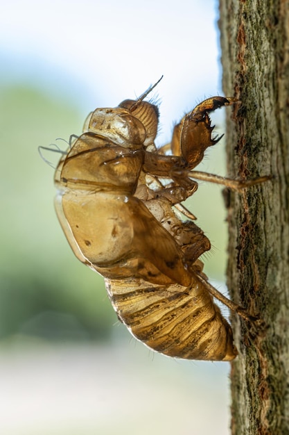 Skóra nimfy cykady Cicadidae na pniu drzewa Fotografia makro