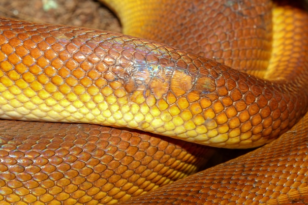 Skóra Węża Pythona Z Białymi Ustami