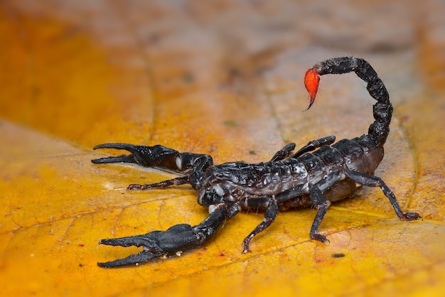 Skorpion na liściu w tropikalnym lesie