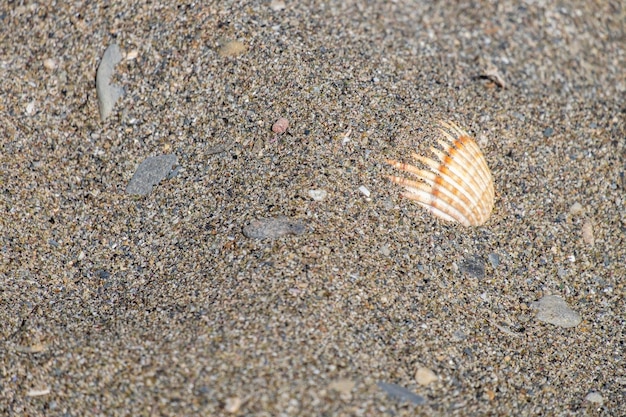 Skorupa do połowy zakopana w piasku na plaży