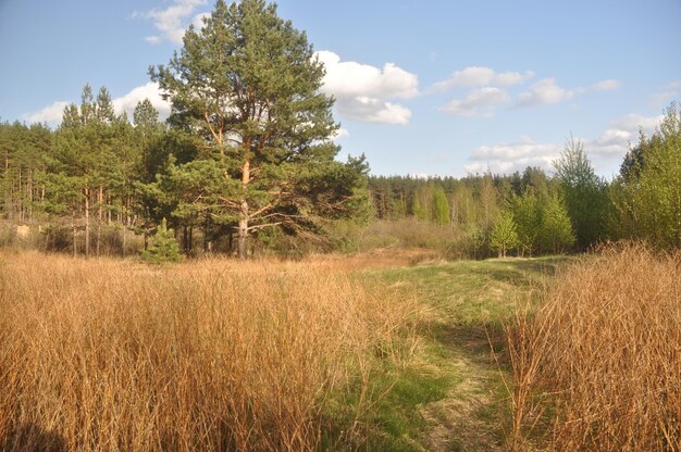 Skraj lasu sosnowego na początku maja