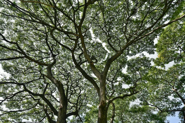 Skręcona sylwetka gałęzi drzewa deszczowego z zielonym liściem i chmurą błękitnego nieba w tle