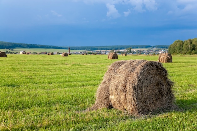 Skręcone stogi siana na zielonym polu pod błękitnym niebem Zbiór we wsi w letni dzień