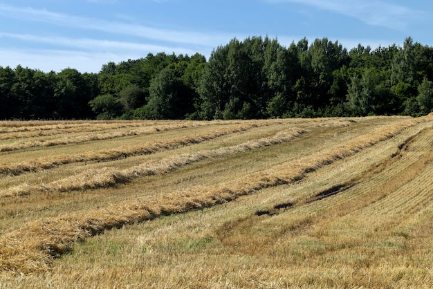 Skręcone stosy słomy po zbiorach