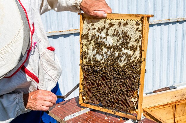 Skrzydlata pszczoła powoli leci do pszczelarza zbierającego nektar na prywatnej pasiece
