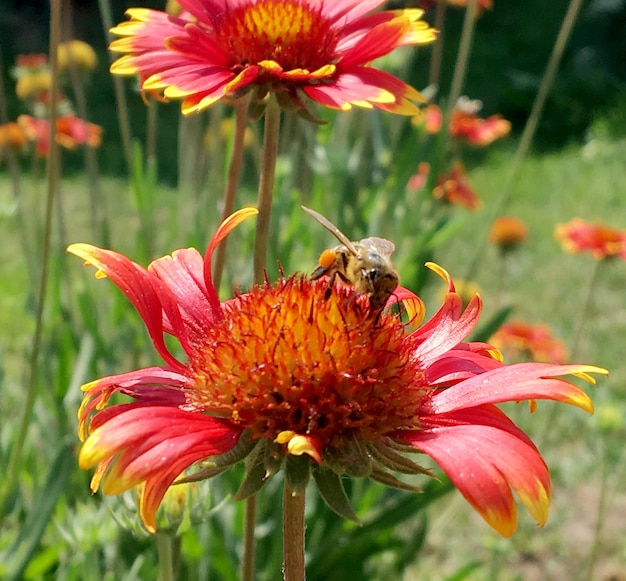 Skrzydlata pszczoła powoli leci do rośliny zbierać nektar na miód na prywatnej pasiece