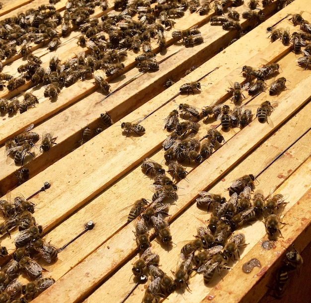 Skrzydlata pszczoła powoli leci do ula zbierać nektar na prywatnej pasiece