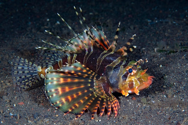 Skrzydlica odpoczywa nocą na dnie morza. Życie morskie Tulamben, Bali, Indonezja.