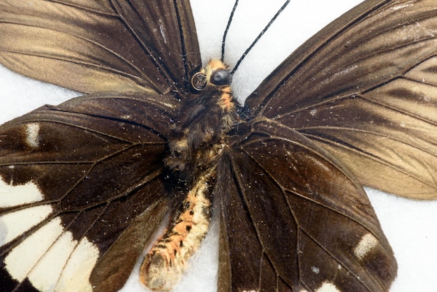 Zdjęcie skrzydło motyla w zbliżeniu makro