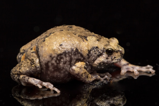 Skrzyknąca żaba rycząca odizolowywająca na czerni