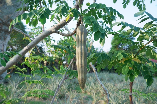 Skup się selektywnie na owocach MORINGA OLEIFERA wiszących na drzewie