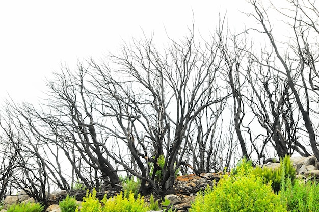 Skutki pożaru w lesie na Wyspach Kanaryjskich w Hiszpanii