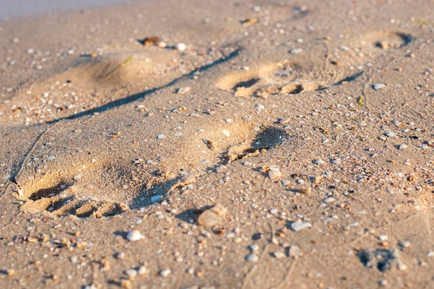 Ślad na piaszczystej plaży w słoneczny dzień