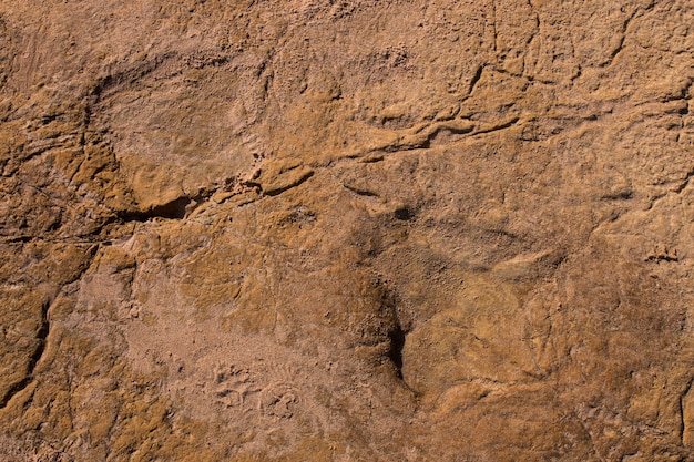 Ślady dinozaurów na kamieniu
