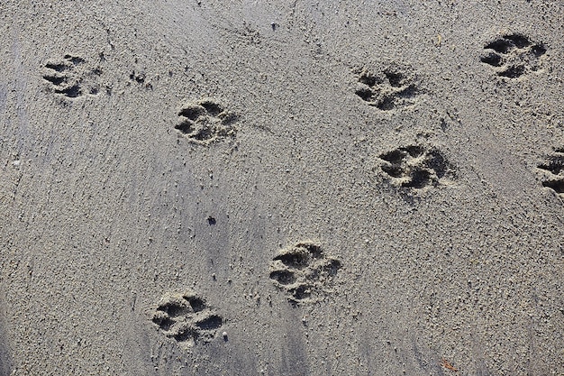 ślady na piasku pies streszczenie tekstura tło plaża