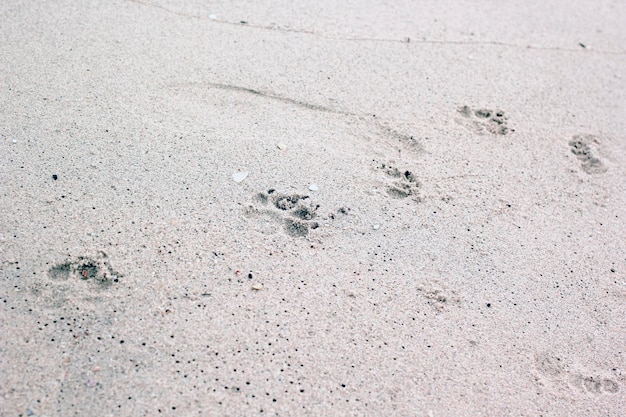 Ślady psa na piasku