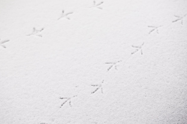 Ślady Ptaków Na Białym śniegu
