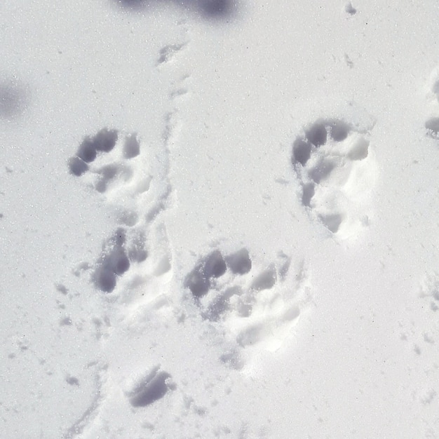 Ślady stóp psa na pokrytym śniegiem polu