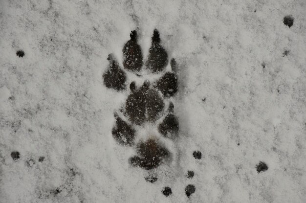 Zdjęcie Ślady stóp zwierząt w śniegu