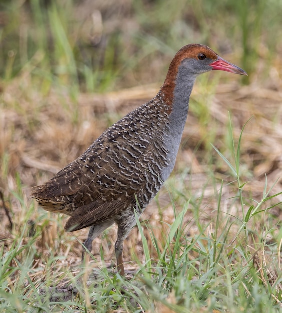 Slatybreasted Rail na ziemi z bliska strzał