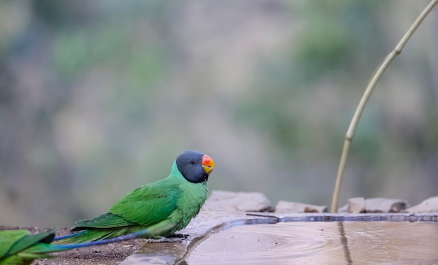 Slatyheaded parakeet Psittacula himalayana ptak siedzący w pobliżu ciała wodnego w lesie